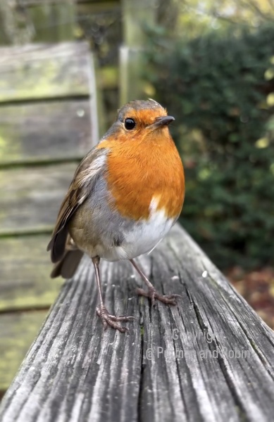 The Nigel Slater Christmas Chronicles Readalong 2025