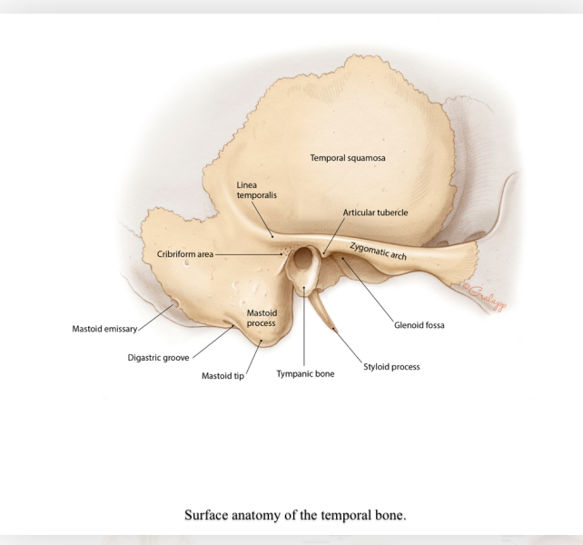 Bony lump on 10 month old baby's skull