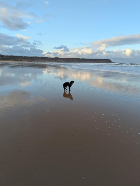 Beyond Adolescence - a thread to chat about grown up dogs, cake and anything else, excluding coffee.