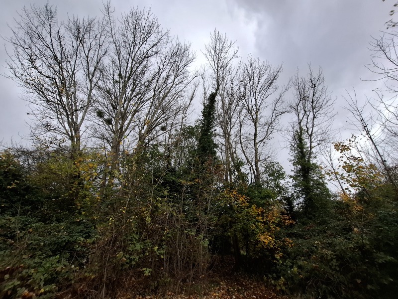 The Nigel Slater Christmas Chronicles Readalong 2025