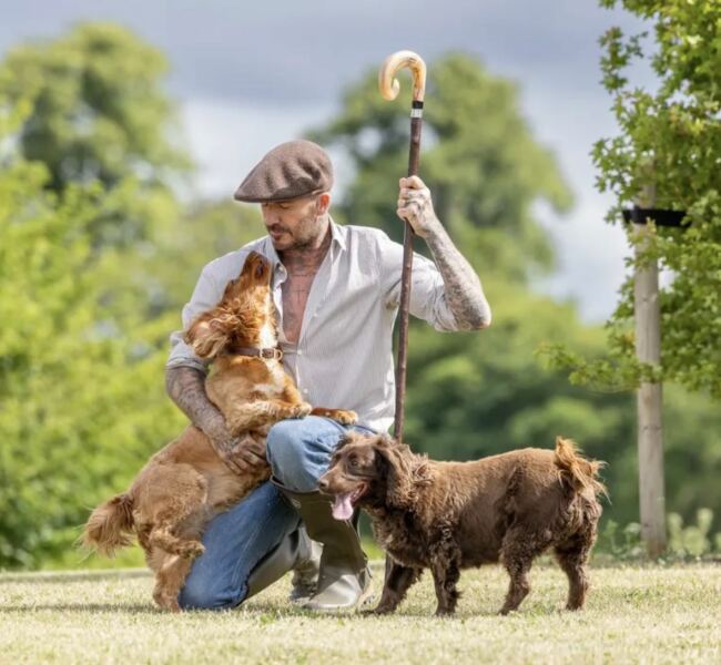 Beyond Adolescence - a thread to chat about grown up dogs, cake and anything else, excluding coffee.