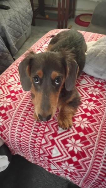 Overwhelmed with New Puppy