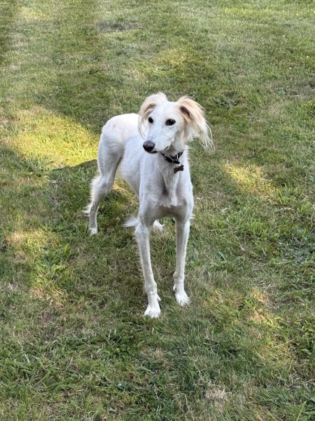My dog has just died at a boarding kennel