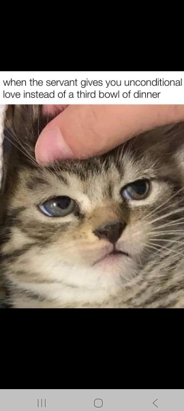 “Cats don’t have facial expressions”