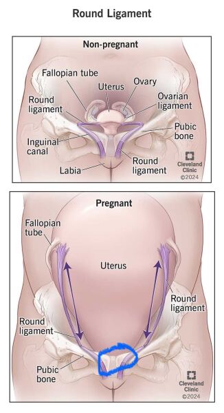 IVF babies due 2026?