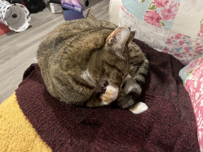 do you rewash laundry if cat lies on it?