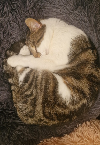 Thread 38 Starmer: Tax your Hamster