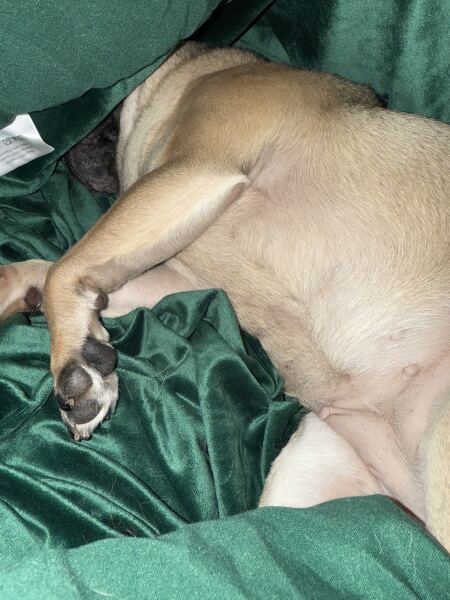Where does your dog sleep