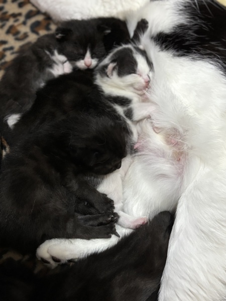 Who wants to wait whilst my kittens are born!