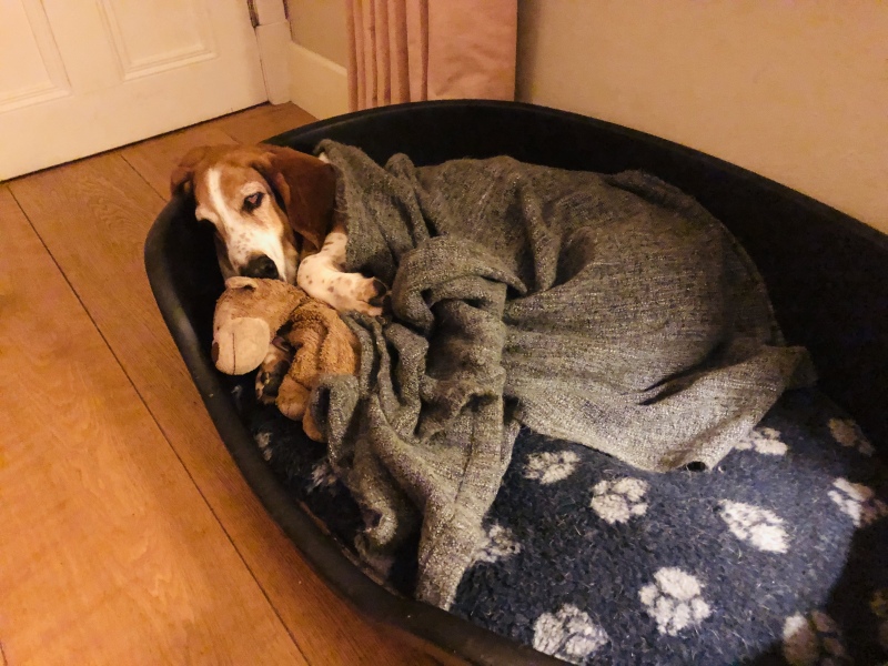 Puppy survival thread! All welcome!