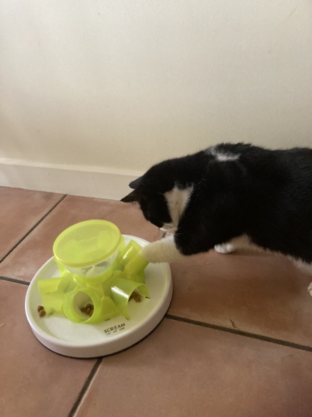 Scottish Tourism - the Excellent Cats debate Gizmo's suitability as a top influencer