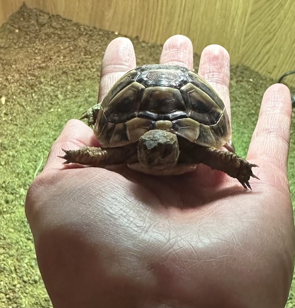 Help me name our new pet tortoise