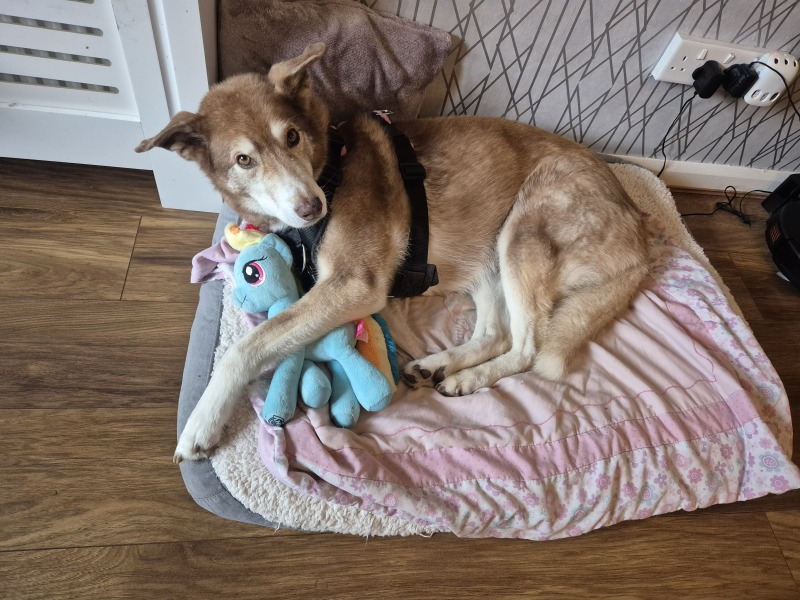 Cutest thing your dog does?