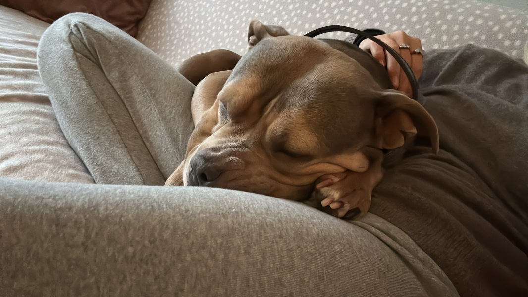 Do you have a large-ish dog, e.g. Boxer and bigger that insists on being a lap dog, when it really isn't?