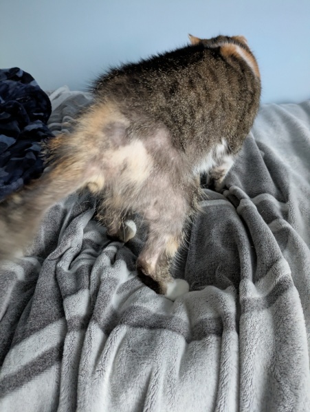 Neighbour’s cat living in my garden - what to do?