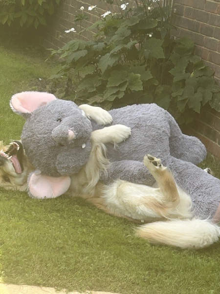 Puppy survival thread! All welcome!