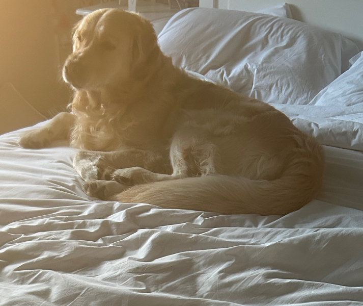 Beyond Adolescence - a thread to chat about grown up dogs, cake and anything else, excluding coffee.
