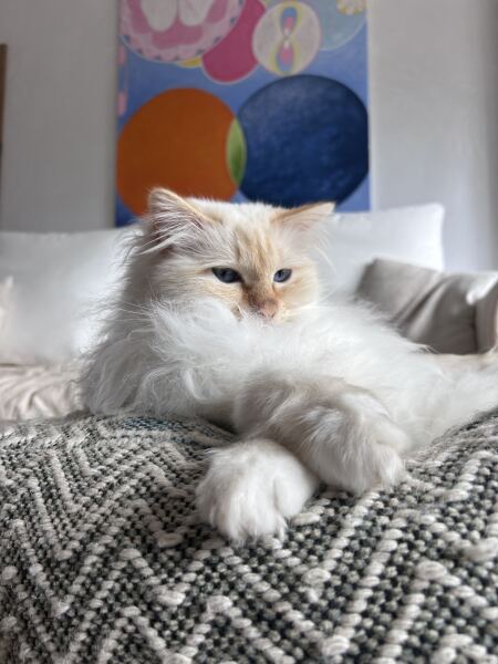 Tell me about your Ragdoll?