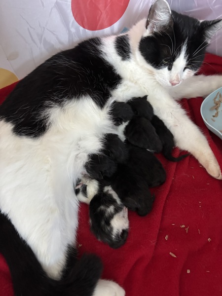 Who wants to wait whilst my kittens are born!