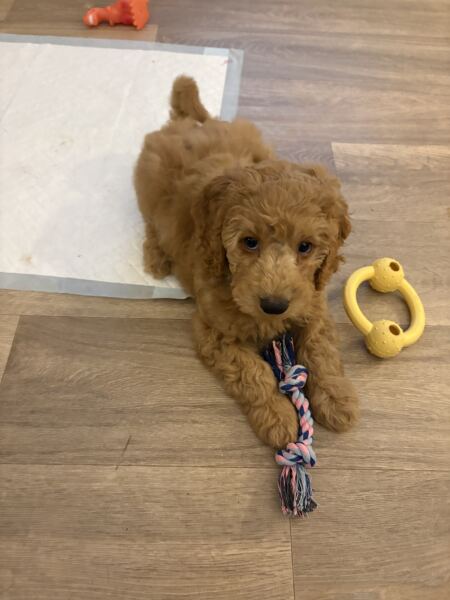 Puppy Survival Thread Autumn 2025 - all welcome!