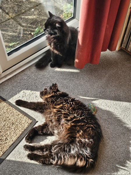 Scottish Tourism - the Excellent Cats debate Gizmo's suitability as a top influencer