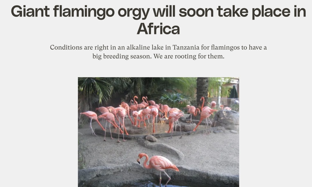 Thread 11 - The one where I missed out the Shitting Flamingo