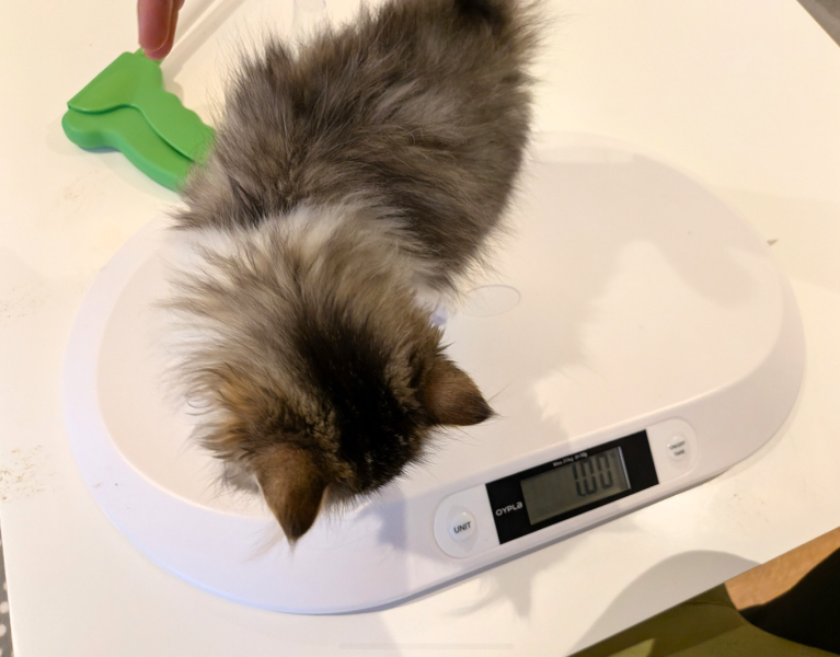Scrawny 15 week old kitten