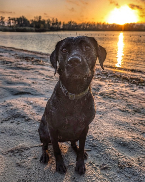 Beyond Adolescence - a thread to chat about grown up dogs, cake and anything else, excluding coffee.