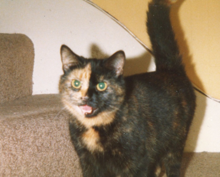 I think I’ve inadvertently adopted a semi feral kitten