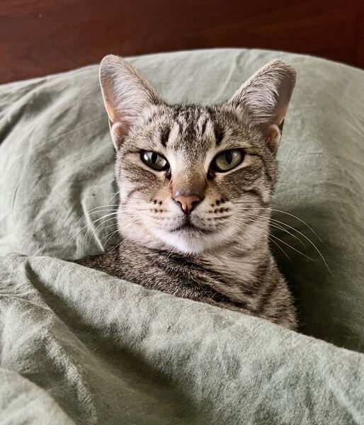 Paws crossed for Penelope please