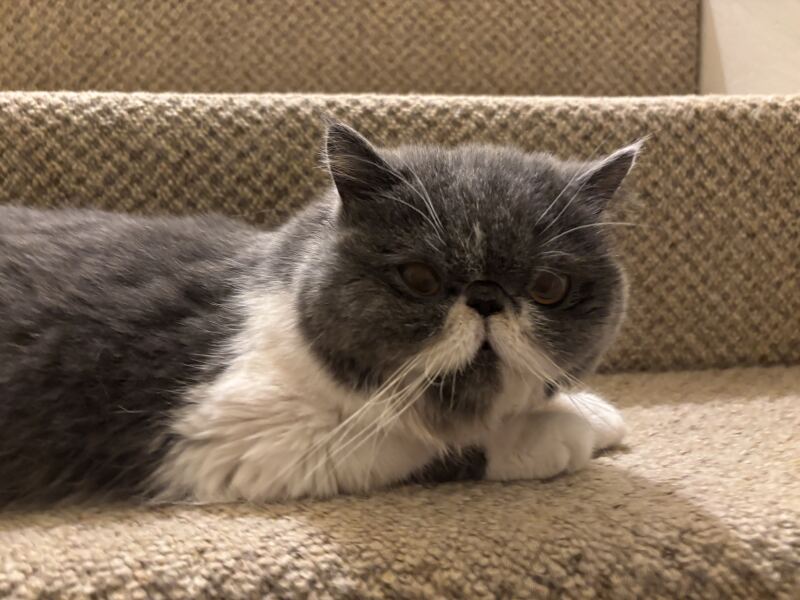 Paws crossed for Penelope please