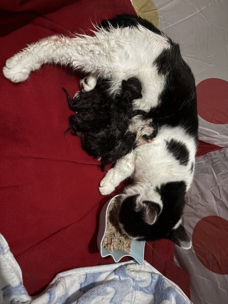 Who wants to wait whilst my kittens are born!