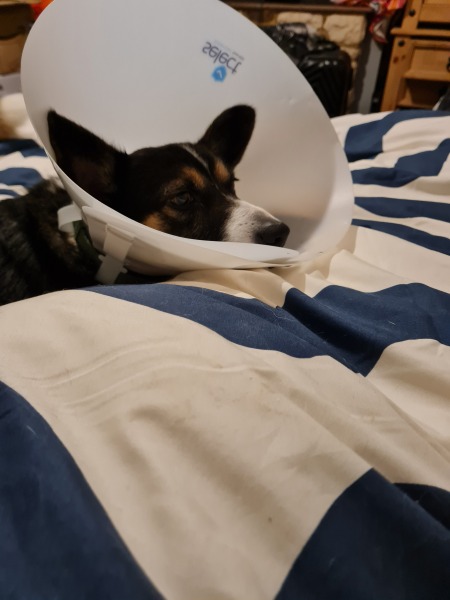 Cone of shame