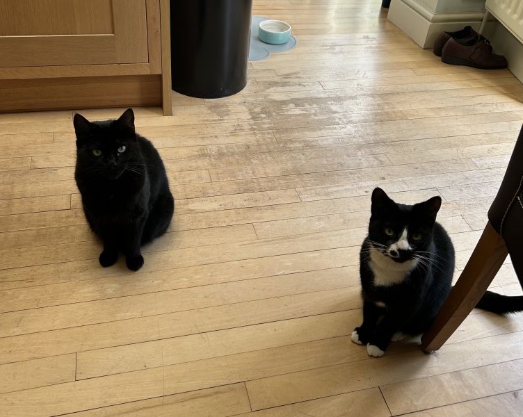 Prison Dramas, Bands and Ouija Boards - the Excellent Cats audition, sing and plot
