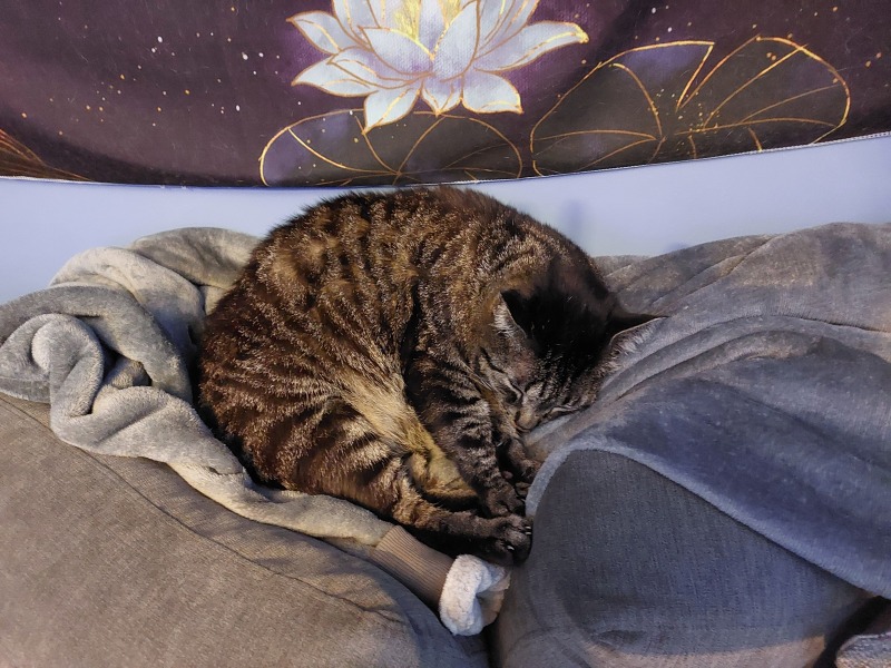 Thread 39 Starmer: chwech/saith - dechreuodd y plant ei