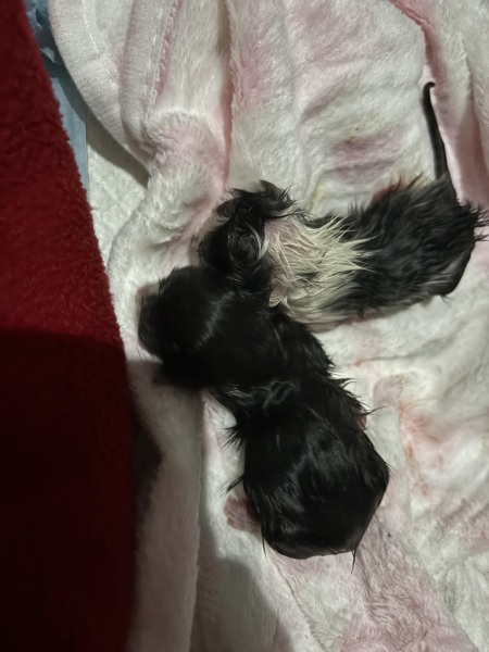 Who wants to wait whilst my kittens are born!