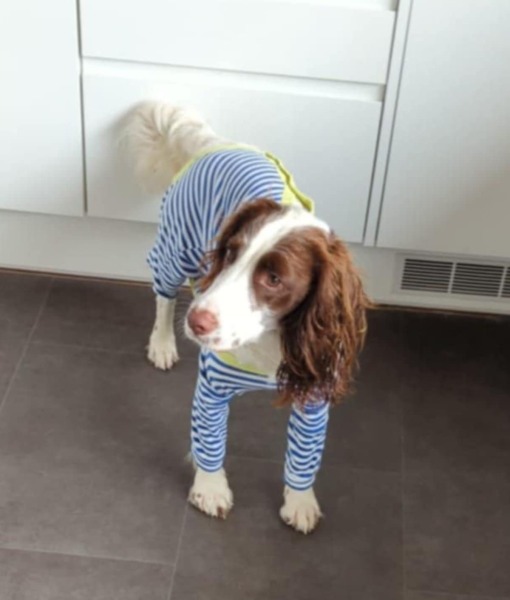 Spay help