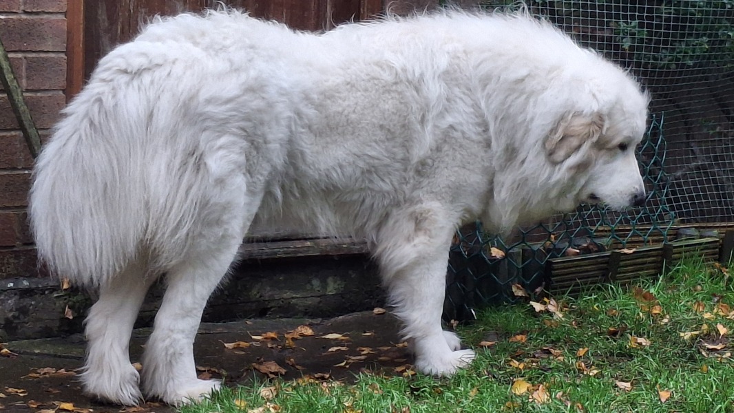 Beyond Adolescence - a thread to chat about grown up dogs, cake and anything else, excluding coffee.