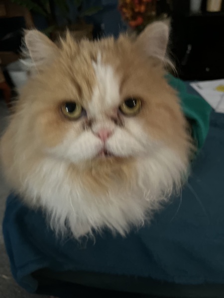 Thread 37 Starmer:  pinko commie slimeball