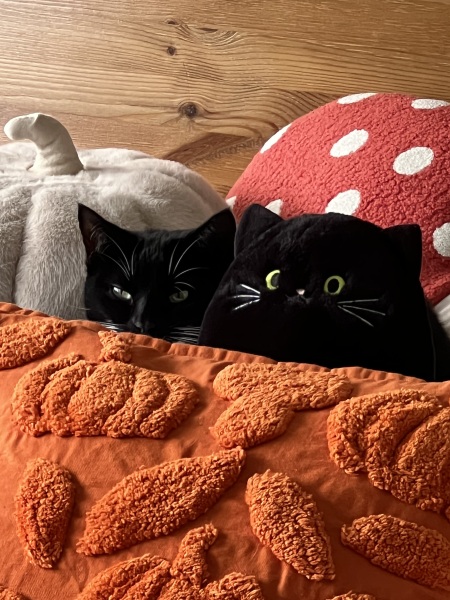 John Lewis halloween cat