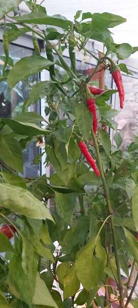 The Nigel Slater Christmas Chronicles Readalong 2025