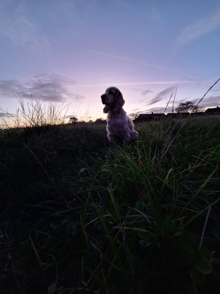 The Nigel Slater Christmas Chronicles readalong 2025 - Part 2