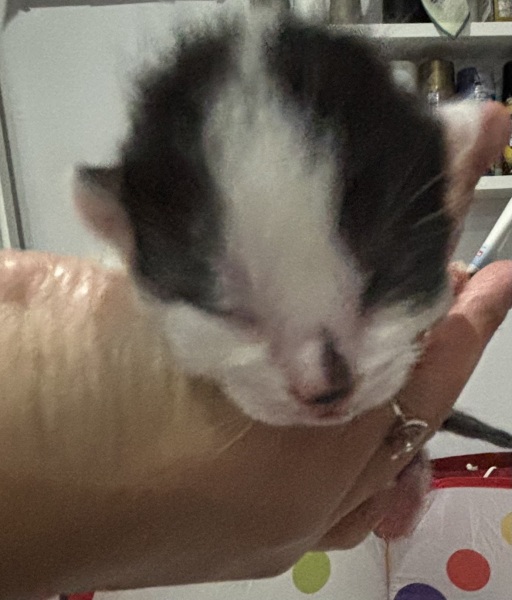 Who wants to wait whilst my kittens are born!