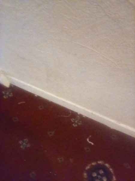 very small marks on wallpaper maybe an inch or two big i see about four or five theyre in the hall