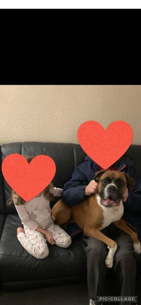 Do you have a large-ish dog, e.g. Boxer and bigger that insists on being a lap dog, when it really isn't?
