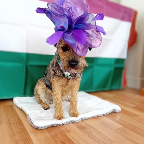 Sara Morrison v BFF - thread 5