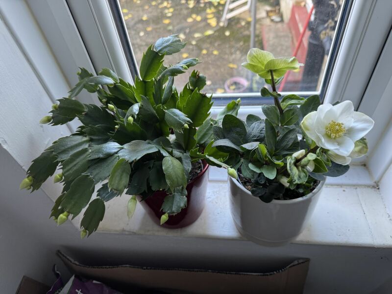 The Nigel Slater Christmas Chronicles Readalong 2025