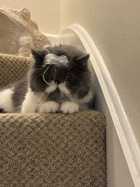 Paws crossed for Penelope please