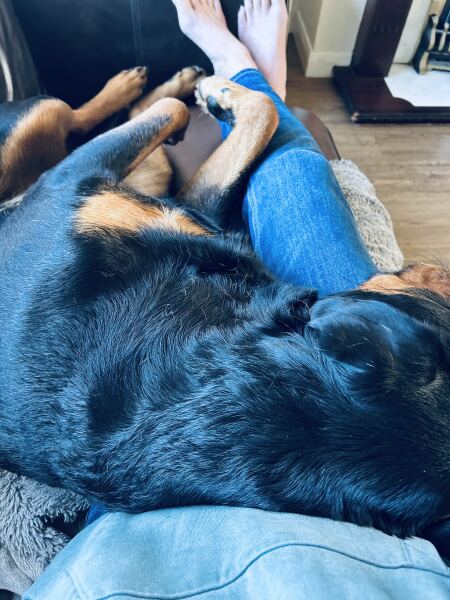 Do you have a large-ish dog, e.g. Boxer and bigger that insists on being a lap dog, when it really isn't?