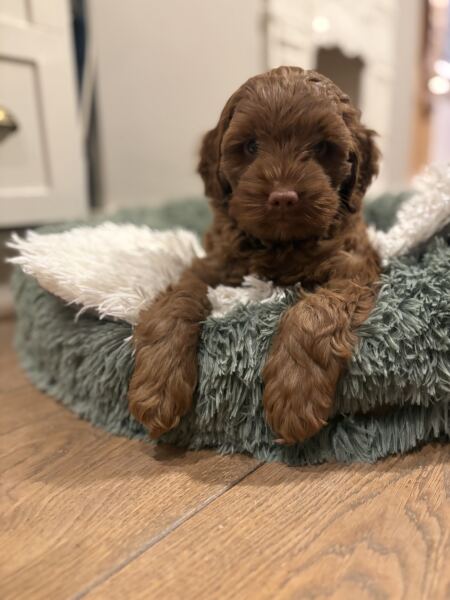 Puppy Survival Thread Autumn 2025 - all welcome!